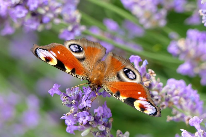 Butterfly Effect Mysteries